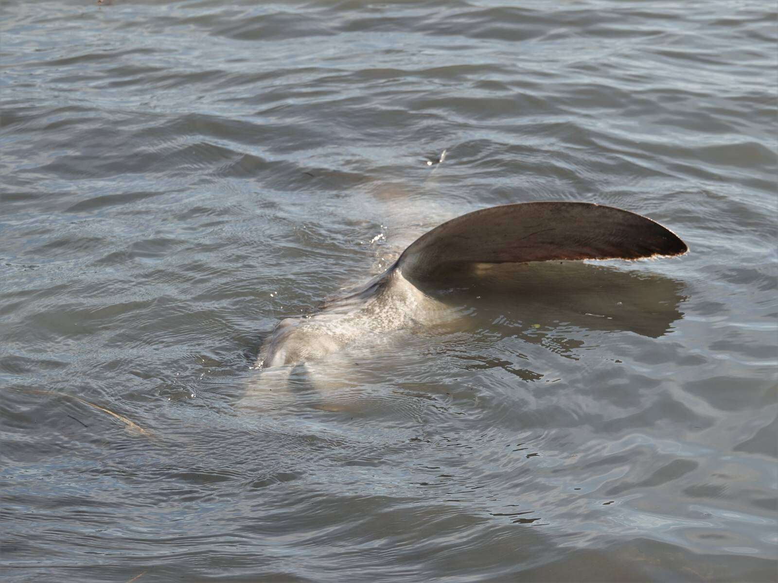 Слика од Carcharhinus brachyurus (Günther 1870)