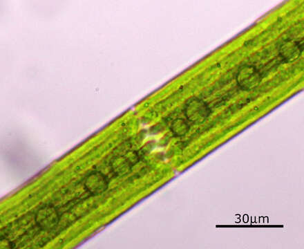 Image of Closterium acerosum