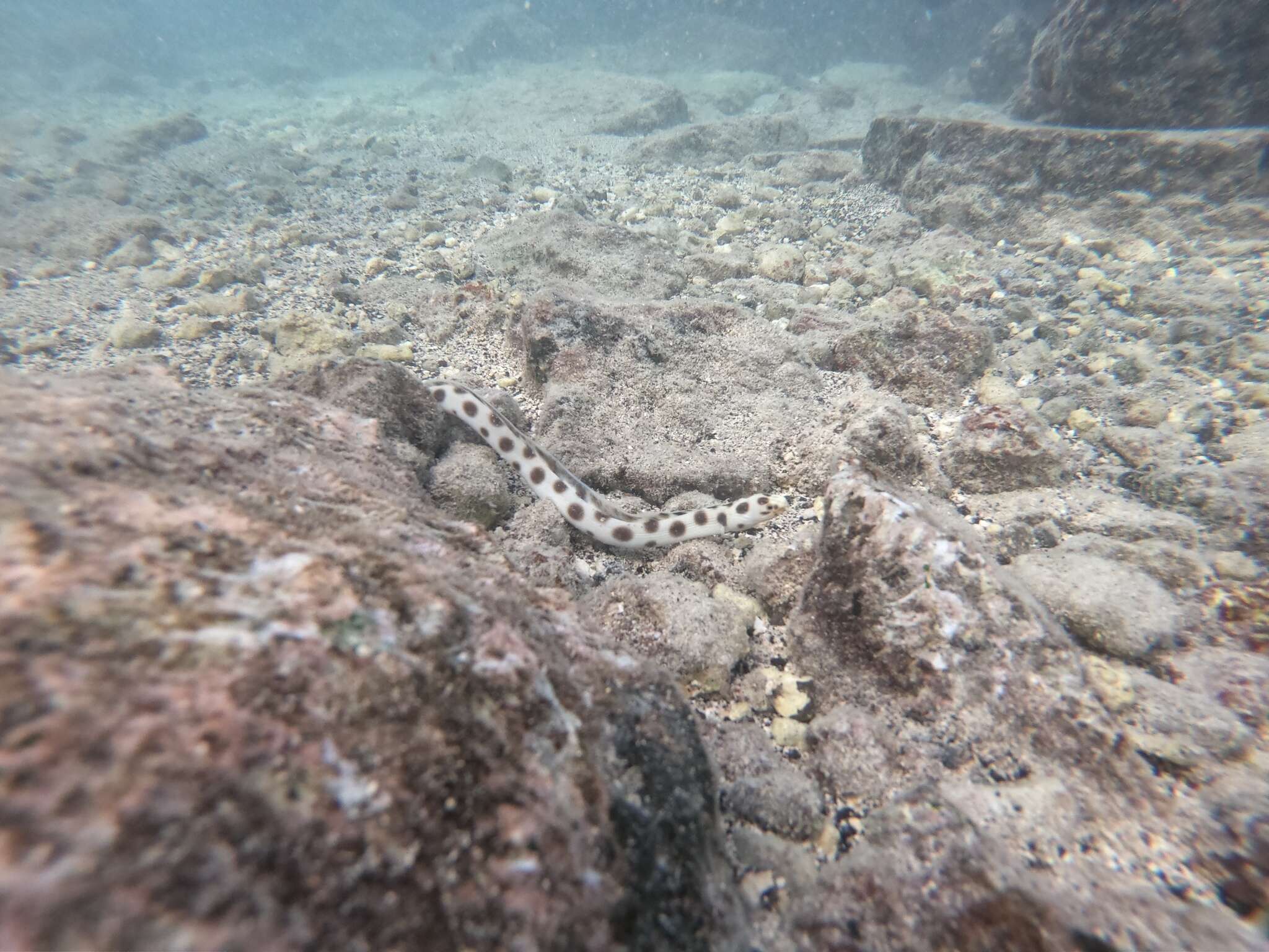 Image of Hawaiian spotted snake eel