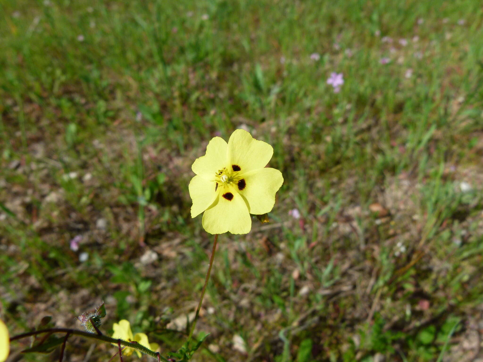 Tuberaria resmi