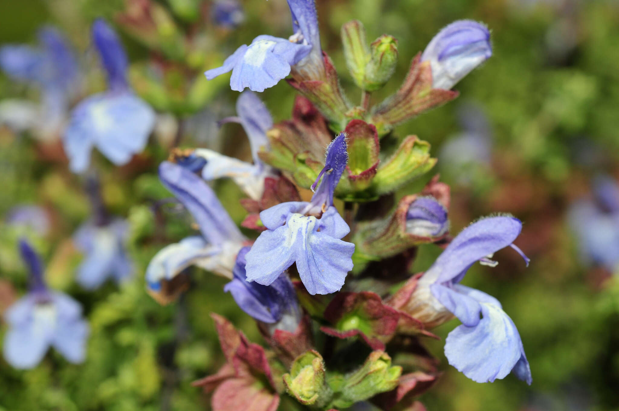 Imagem de Salvia dentata Aiton