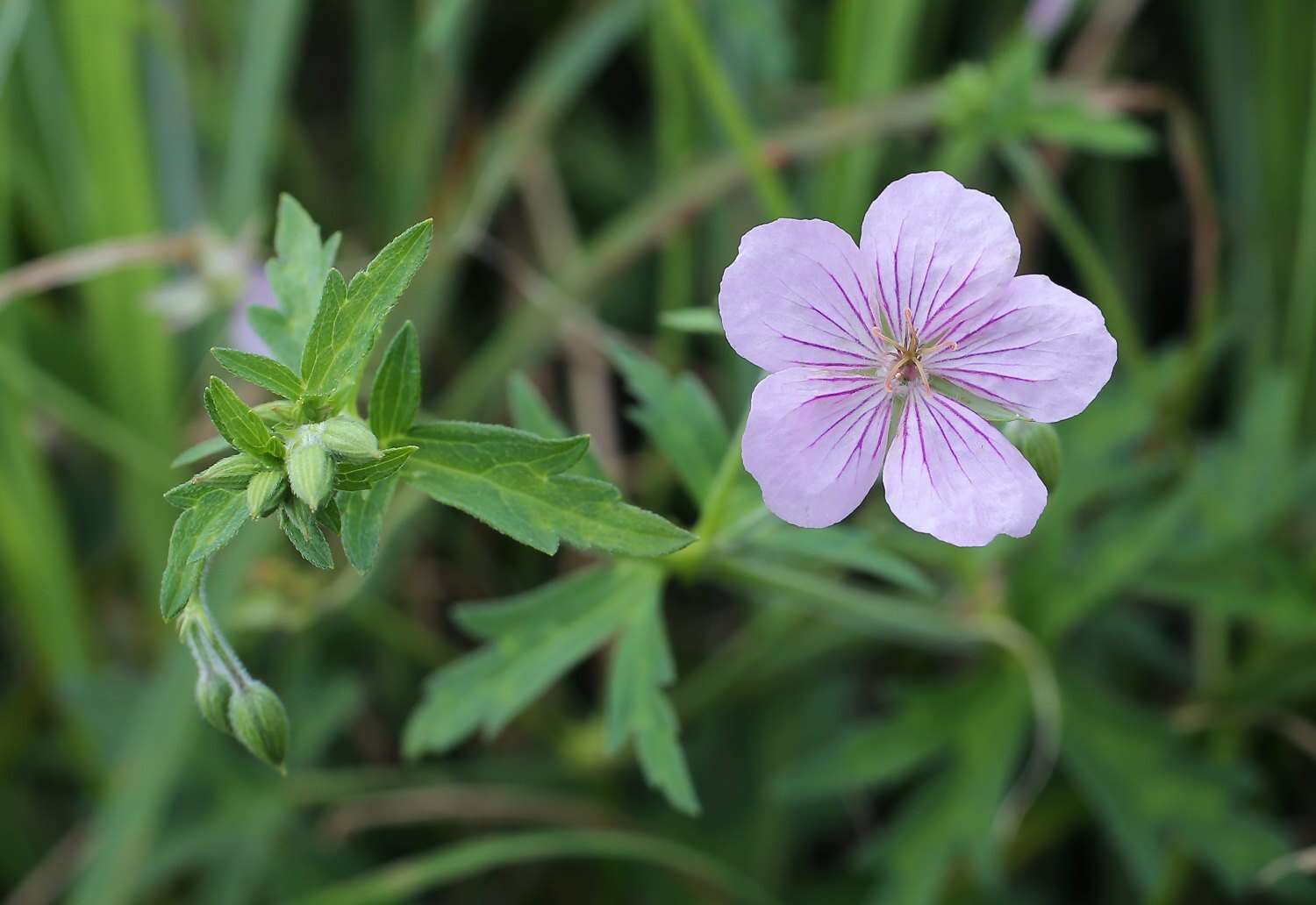 Image of Geranium krameri Franch. & Sav.