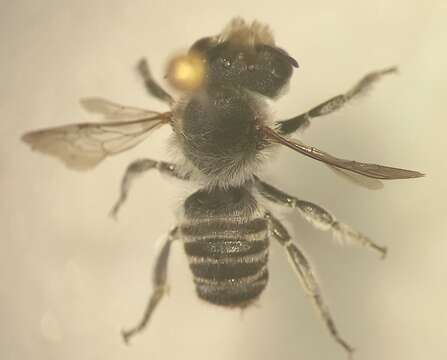 Image of Megachile pilidens Alfken 1924