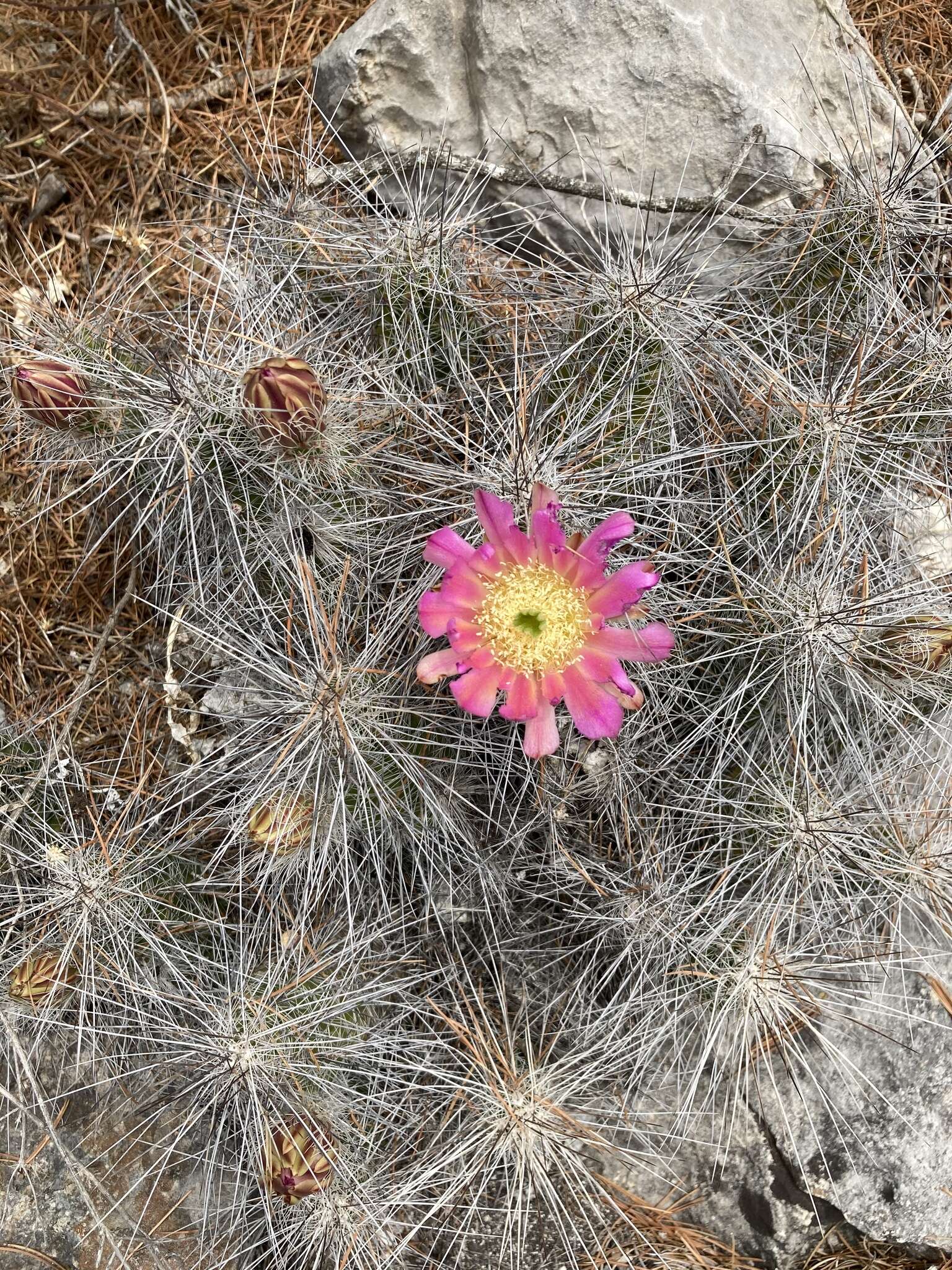 Image of Echinocereus parkeri subsp. gonzalezii (N. P. Taylor) N. P. Taylor