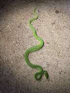 Image of Green Python