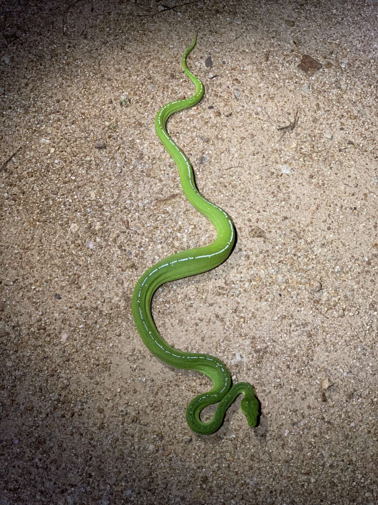 Image of Green Python