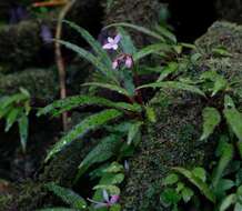 Image of Begonia ambodiforahensis