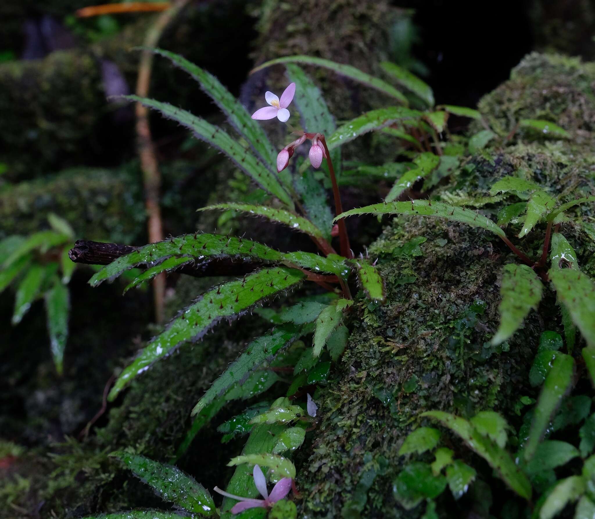 Image of Begonia ambodiforahensis