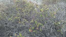 Image of California Buckwheat