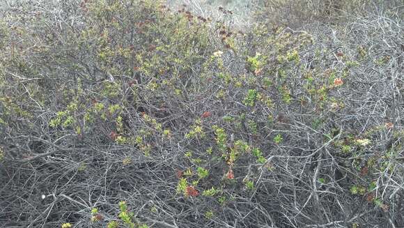 Imagem de Eriogonum fasciculatum Benth.