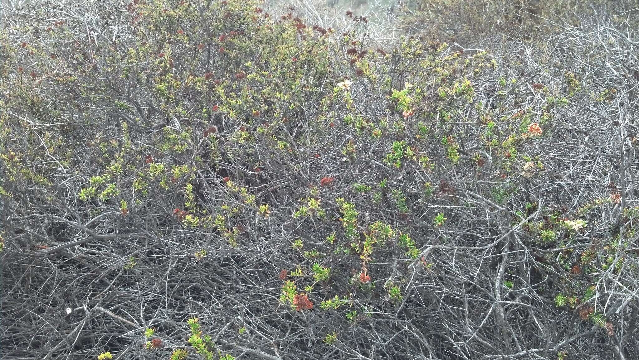 Image of California Buckwheat