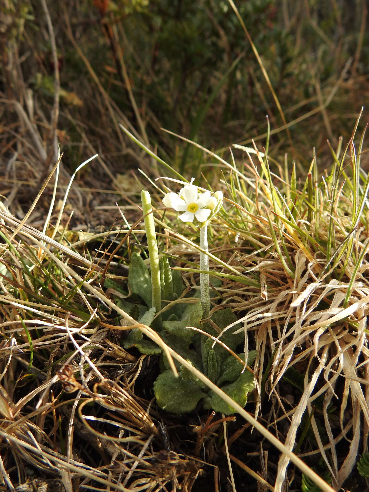 Image of Primula magellanica Lehm.