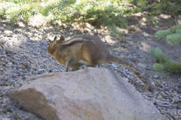 Image of Callospermophilus saturatus (Rhoads 1895)