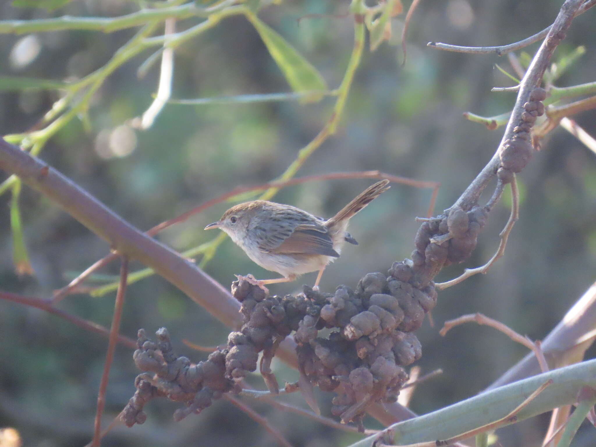 Image of Cisticola subruficapilla subruficapilla (Smith & A 1843)