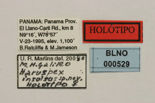 Image of <i>Haruspex insulsus</i> Martins & Galileo 2005