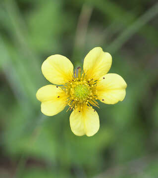 Image de Geum japonicum Thunb.