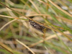 صورة Orocrambus catacaustus Meyrick 1885