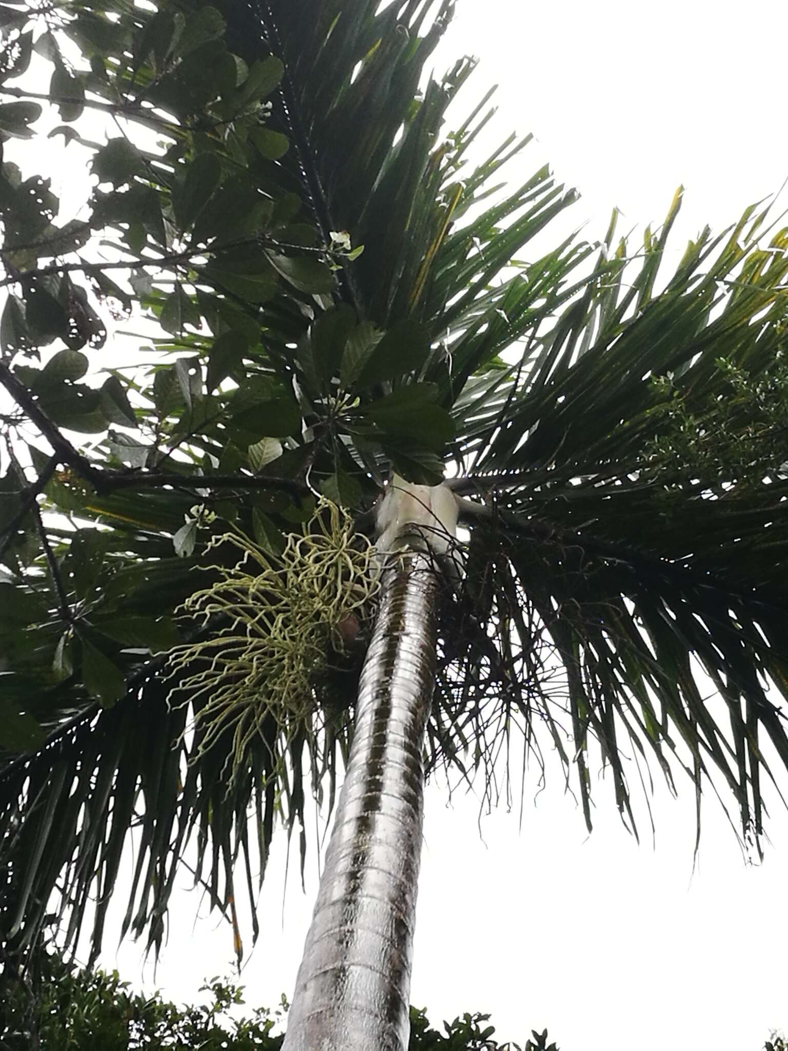 Image of Dypsis hovomantsina Beentje