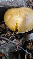 Imagem de Boletus luridellus (Murrill) Murrill 1938