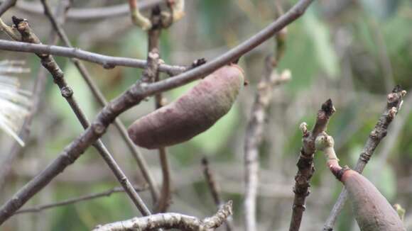 Image of Pseudobombax palmeri (S. Wats.) Dugand