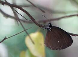 Image of Euploea tulliolus ledereri Felder 1860