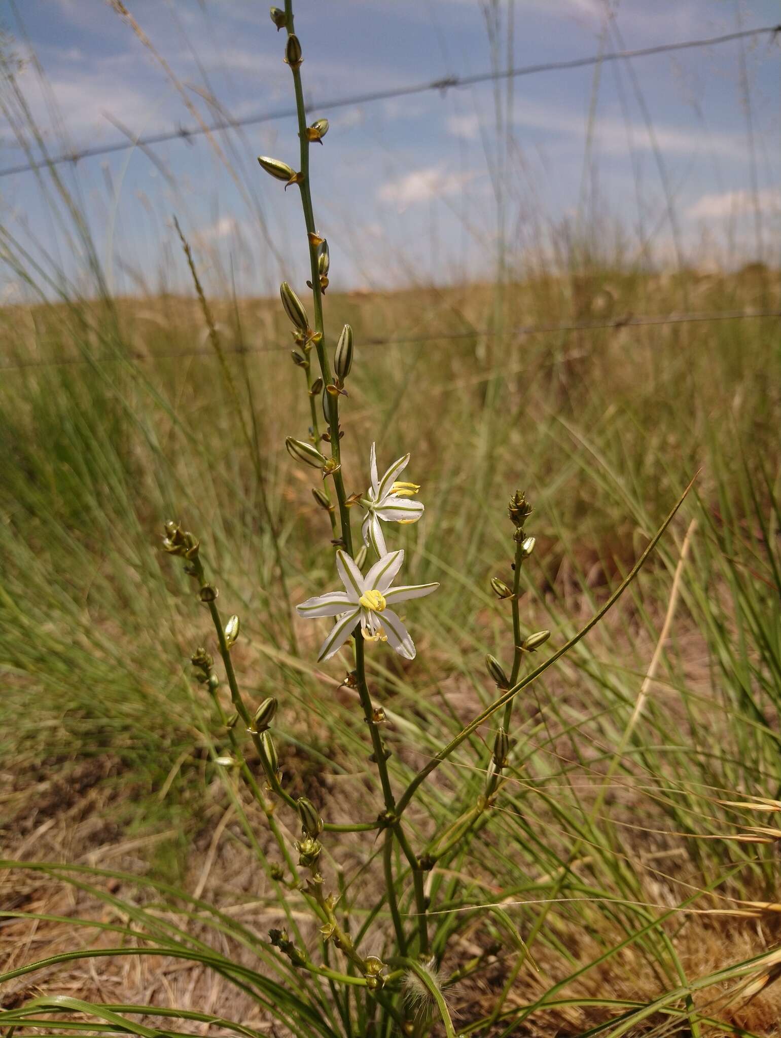 Слика од Chlorophytum recurvifolium (Baker) C. Archer & Kativu