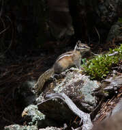 Image of Colorado Chipmunk