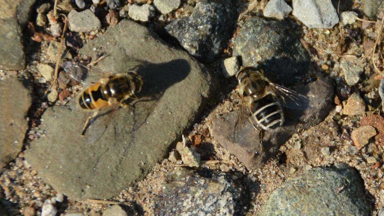 Image of Syrphid fly