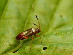 Image of Closterotomus biclavatus (Herrich-Schaeffer 1835)