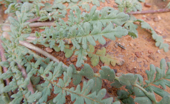 Image of Arizona phacelia