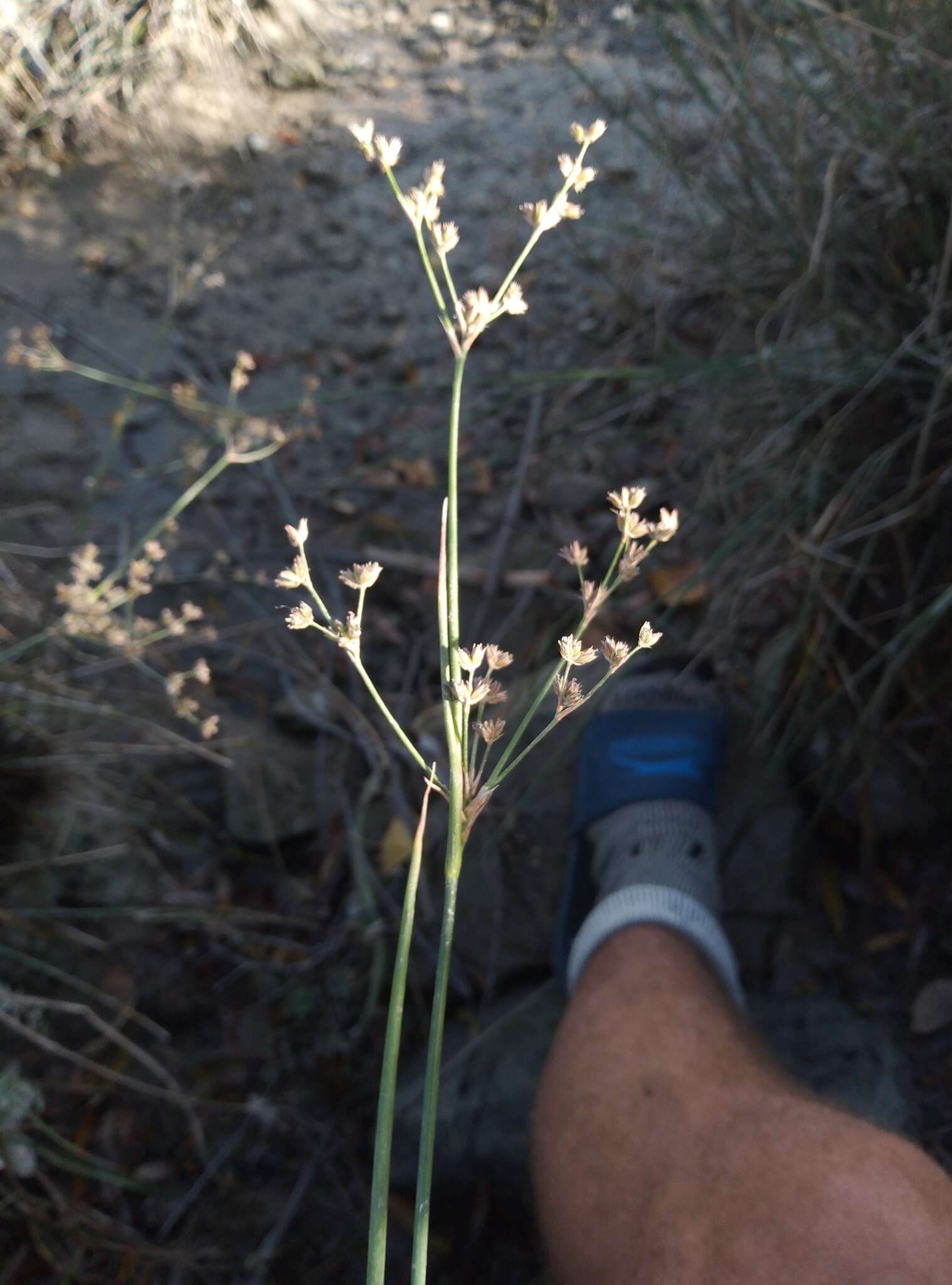 Sivun Juncus microcephalus Kunth kuva