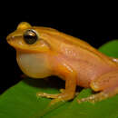 Image of Travancore bush frog