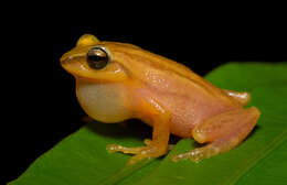 Image of Travancore bush frog