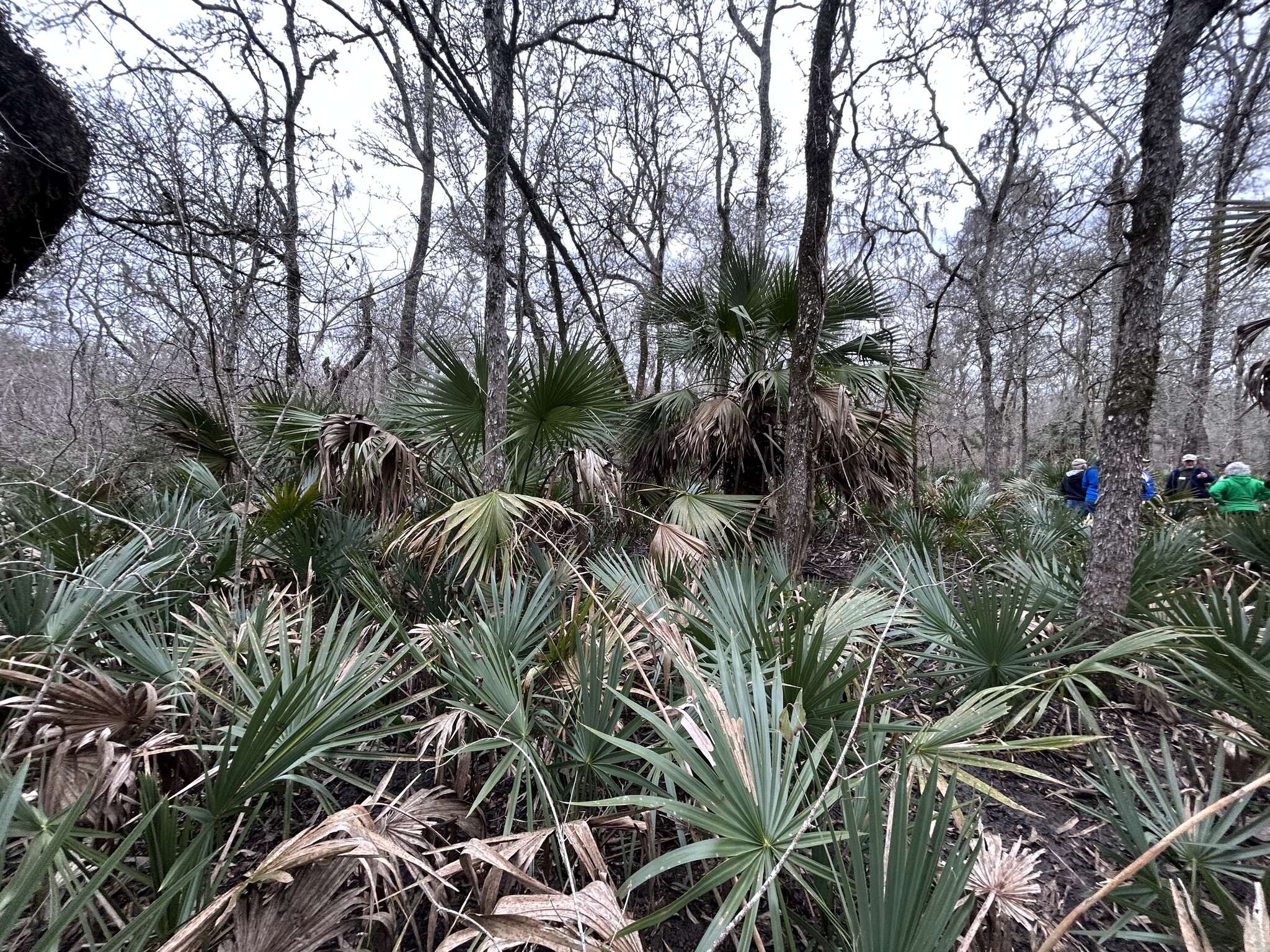 Image of Brazoria palmetto