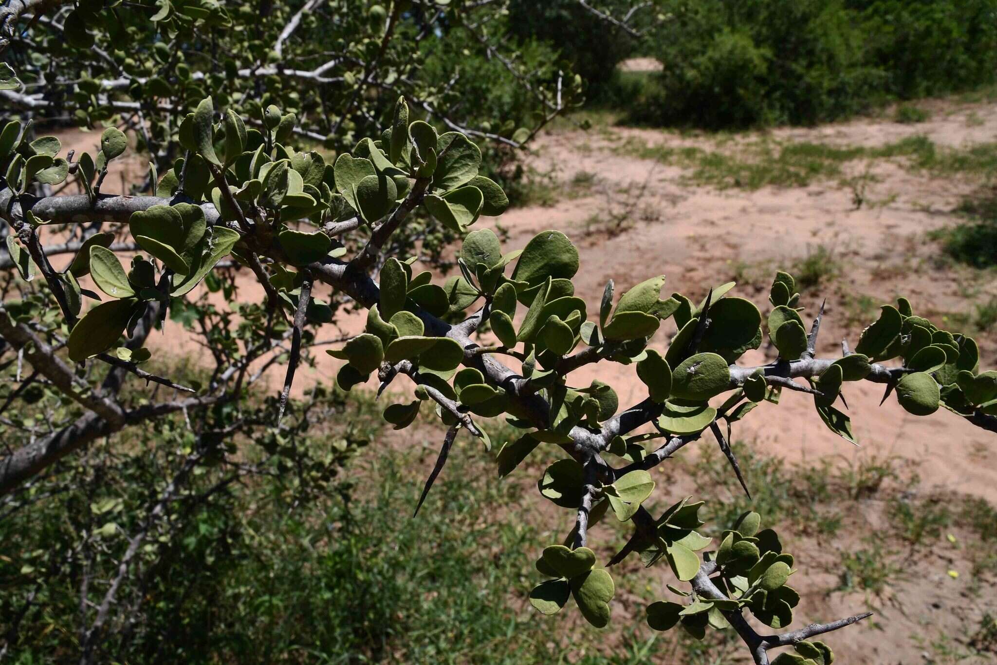 Image of Balanites pedicellaris Mildbraed & Schlechter