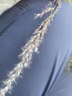 Pappophorum bicolor E. Fourn. resmi