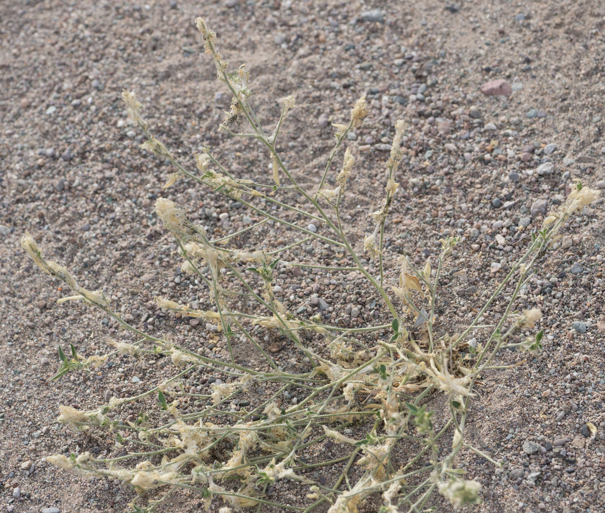 Image of California silverbush