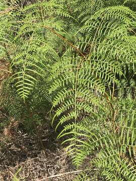 Image of southern brackenfern