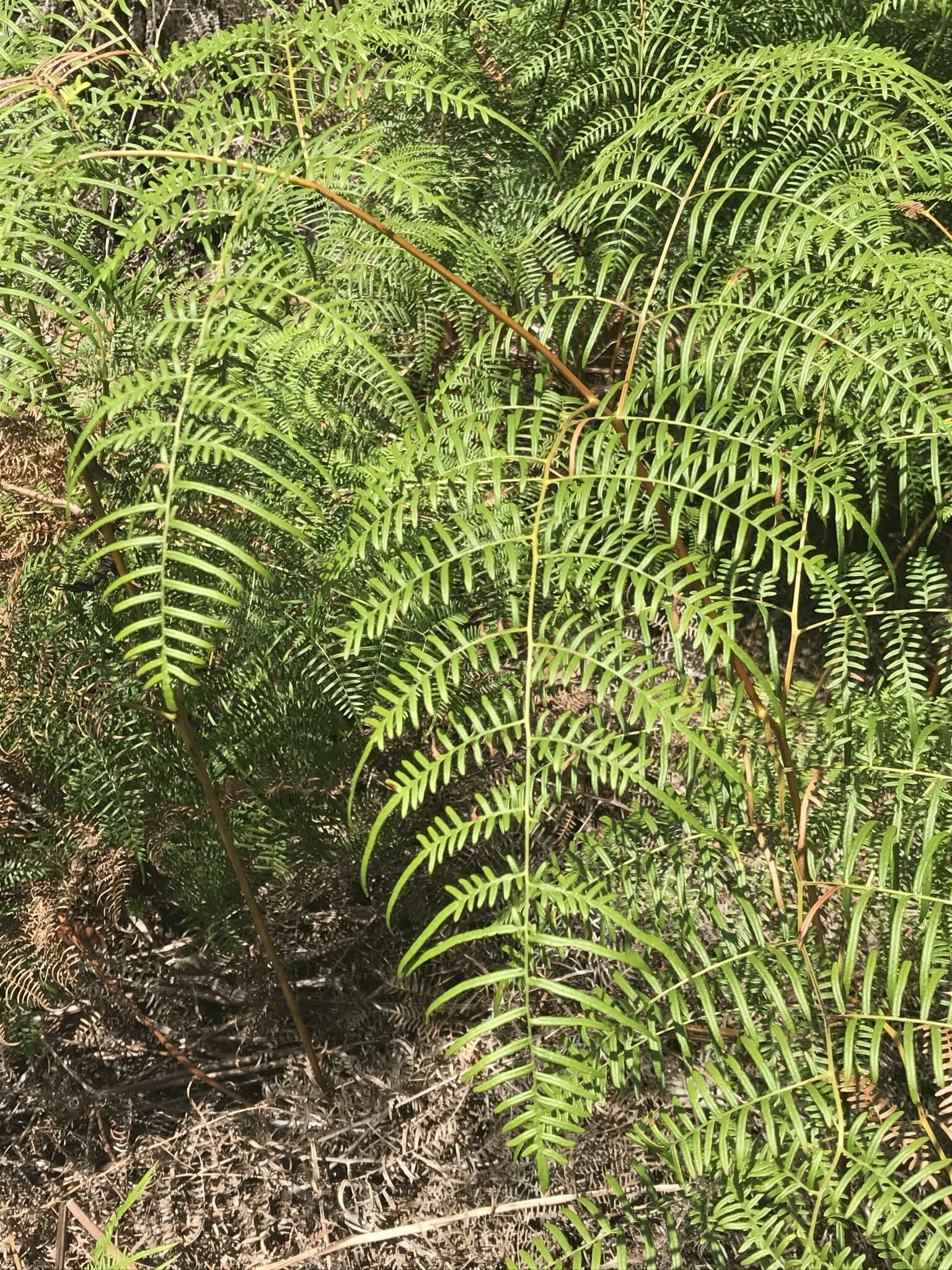 Слика од Pteridium caudatum (L.) Maxon