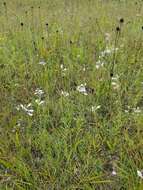 Image of obedient plant