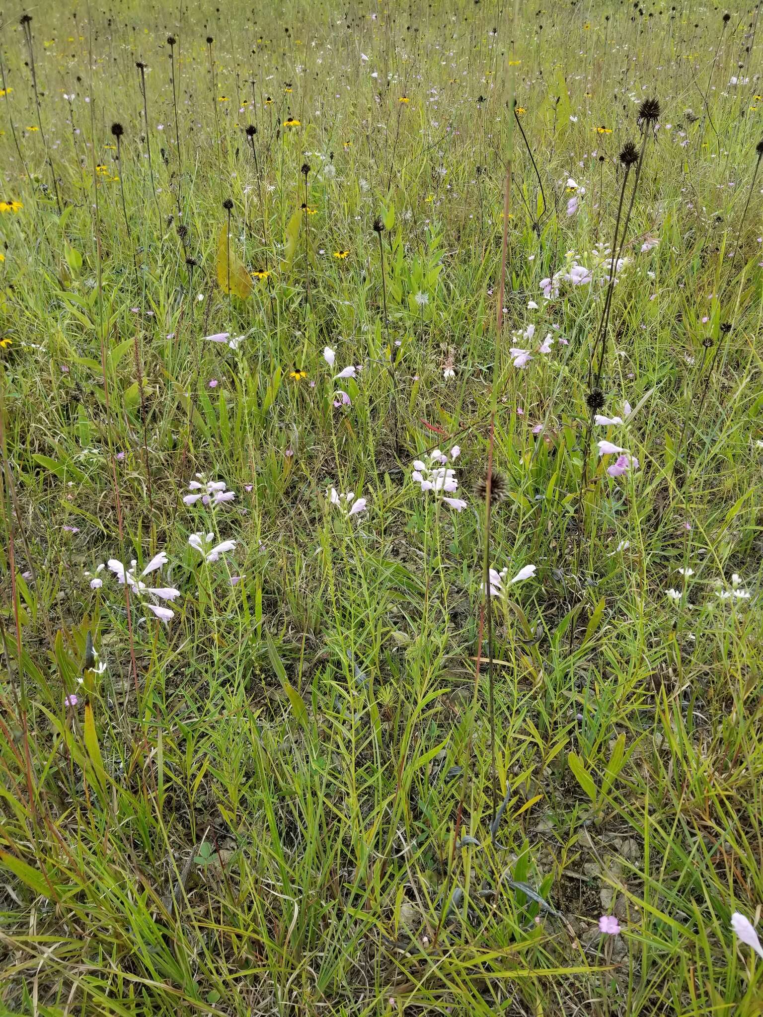 Image of obedient plant