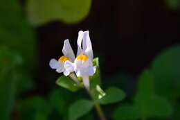 Image of Linaria reflexa (L.) Desf.