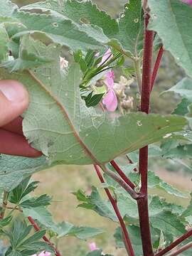 Image of Mountain mallow