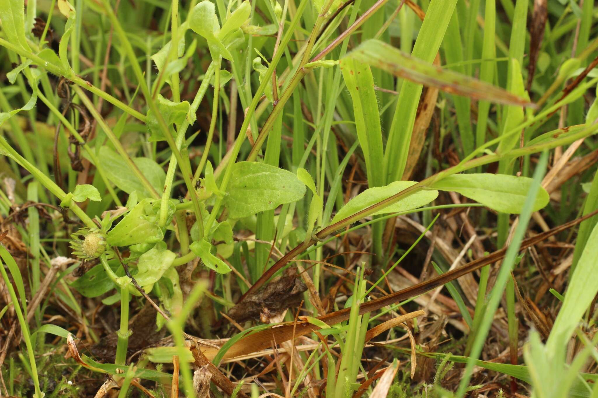 Image of western daisy