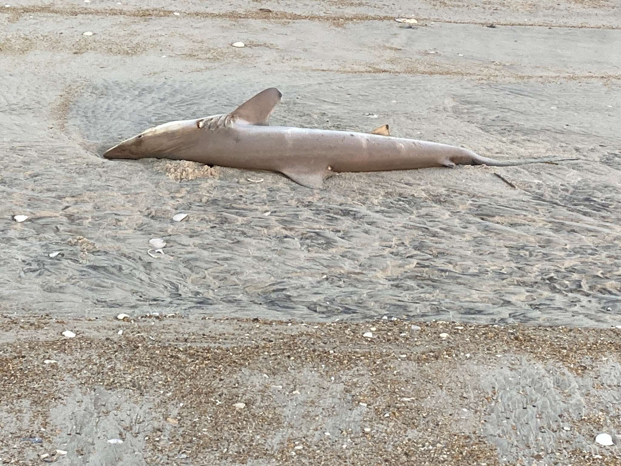 Image of Spinner Shark