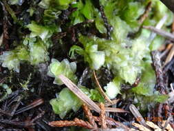 Image of hookeria moss