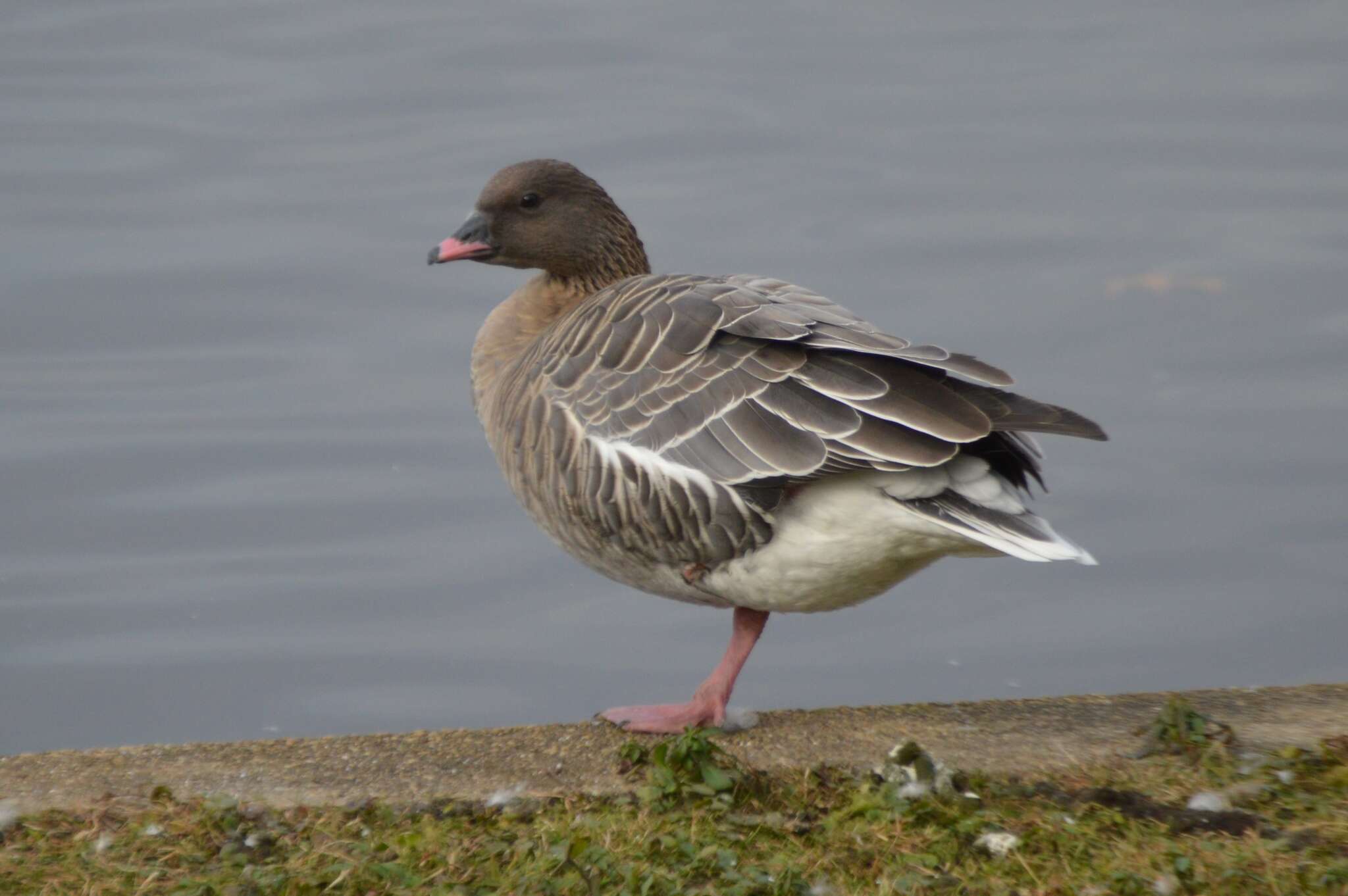 Imagem de Anser brachyrhynchus Baillon 1834