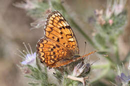 Image de Melitaea arduinna kocaki Wagener & Gross 1976