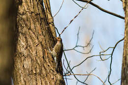Image of Yellow-shafted Northern Flicker