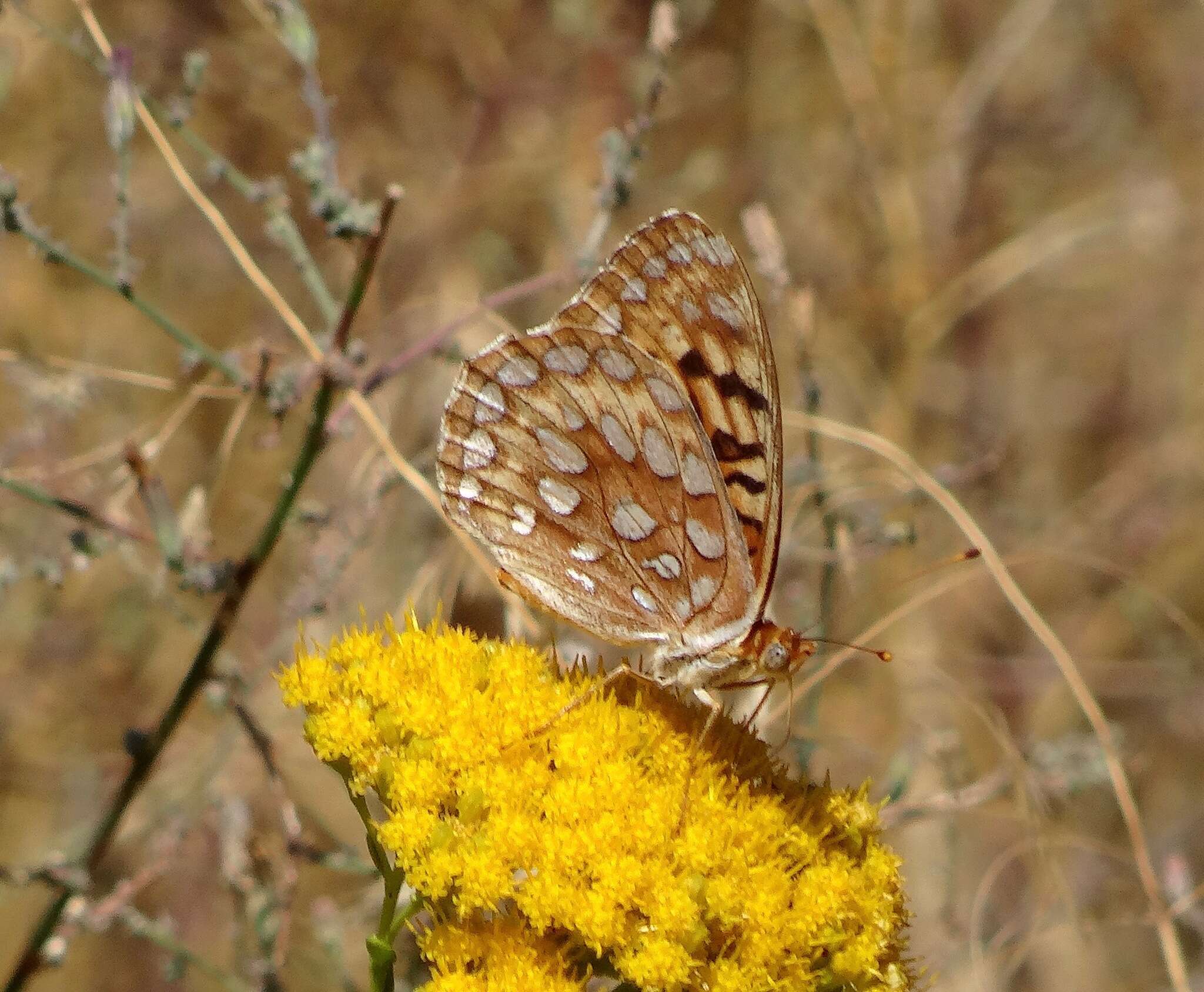 Слика од Speyeria coronis semiramis Edwards 1886